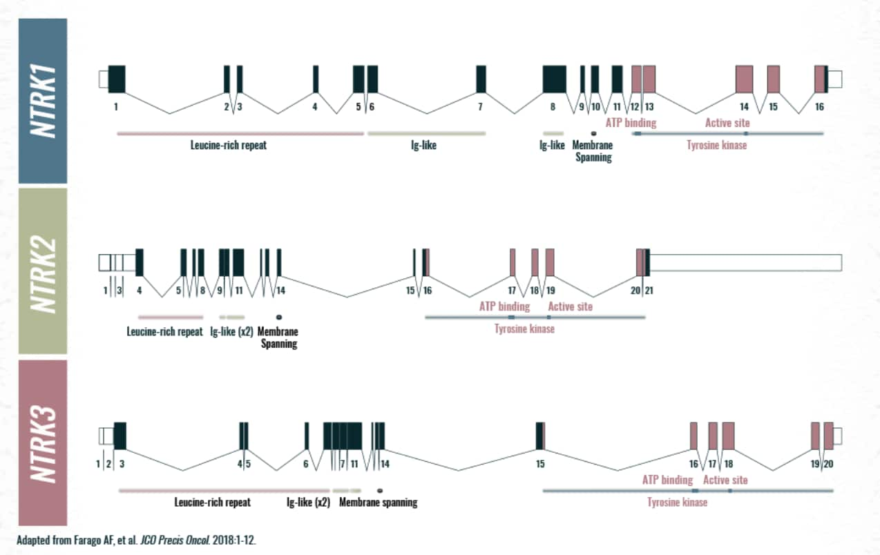 NTRK1, NTRK2, and NTRK3 gene characteristics graphic